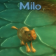 Milo 